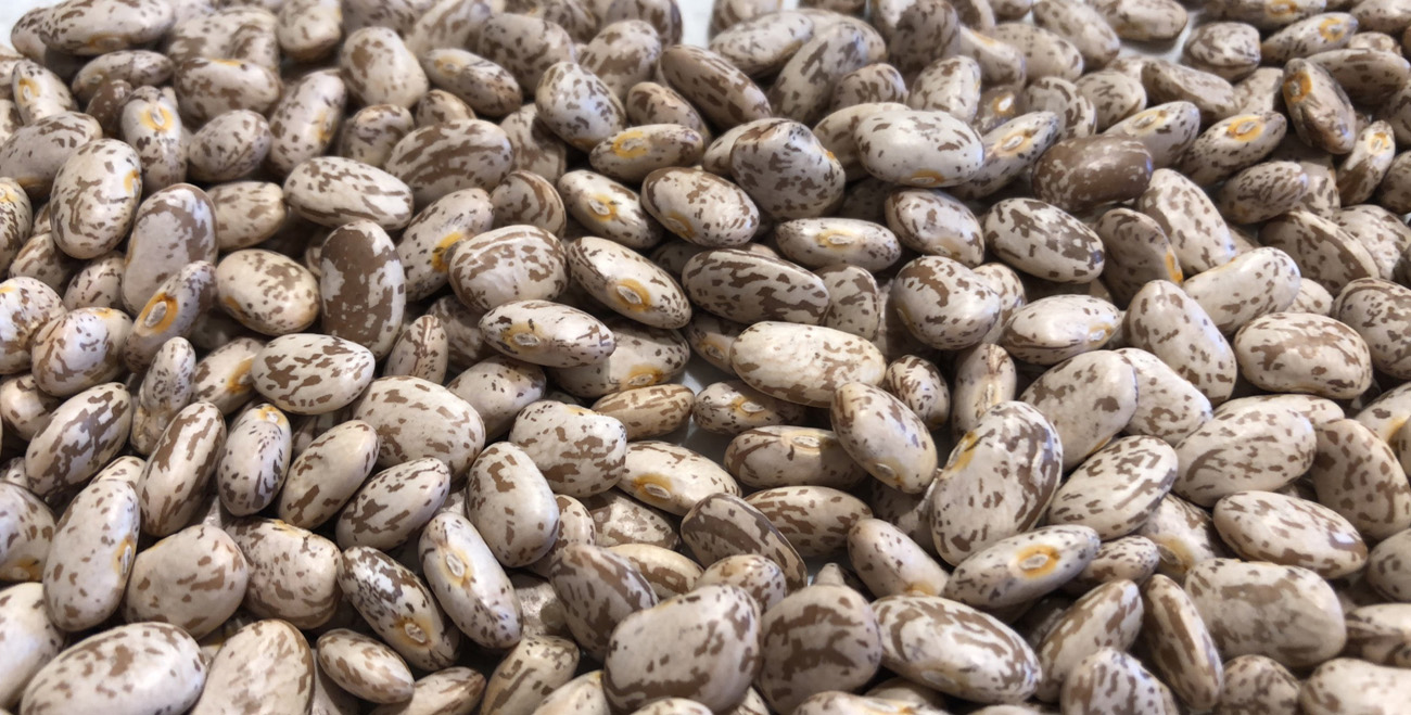 Up North Organic Beans | North Dakota Organic Grains